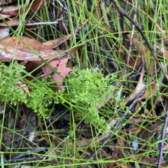 Lindsaea microphylla (Lacy Wedge-fern) at Morton National Park - 2 Apr 2023 by Tapirlord