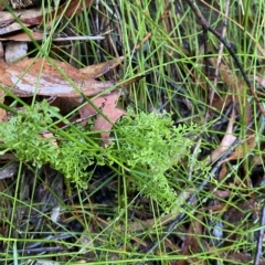 Lindsaea microphylla at Barrengarry, NSW - 2 Apr 2023 11:19 AM