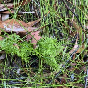 Lindsaea microphylla at Barrengarry, NSW - 2 Apr 2023