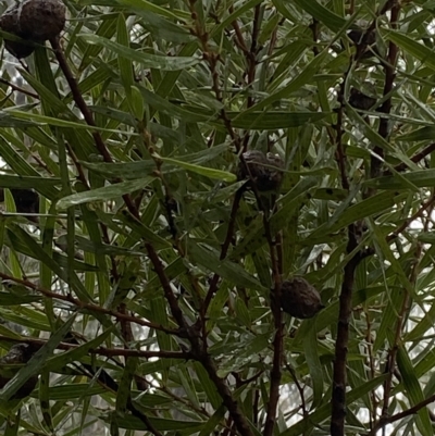 Hakea dactyloides (Finger Hakea) at Morton National Park - 2 Apr 2023 by Tapirlord