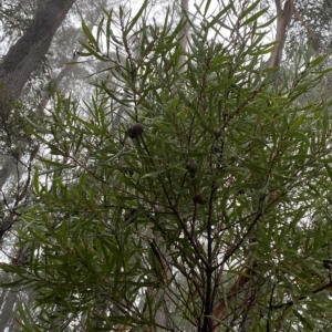 Hakea dactyloides at Barrengarry, NSW - 2 Apr 2023