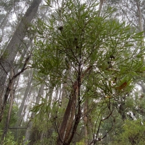 Hakea dactyloides at Barrengarry, NSW - 2 Apr 2023