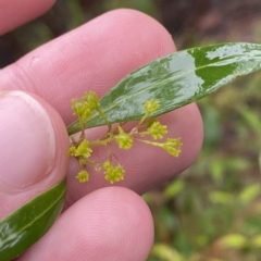 Dodonaea triquetra at Barrengarry, NSW - 2 Apr 2023