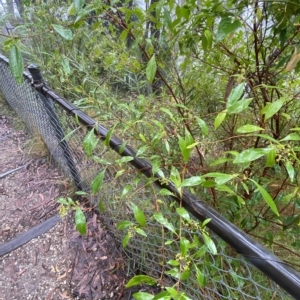 Dodonaea triquetra at Barrengarry, NSW - 2 Apr 2023 11:16 AM