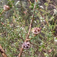 Leptospermum rotundifolium at Barrengarry, NSW - suppressed