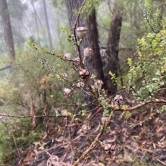 Leptospermum rotundifolium at Barrengarry, NSW - 2 Apr 2023