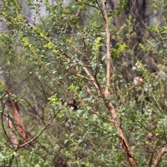 Leptospermum rotundifolium at Barrengarry, NSW - suppressed