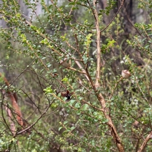 Leptospermum rotundifolium at Barrengarry, NSW - 2 Apr 2023