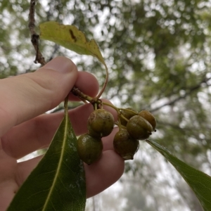 Pittosporum undulatum at Barrengarry, NSW - 2 Apr 2023 11:14 AM