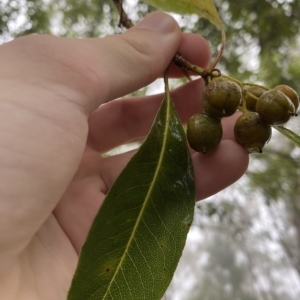 Pittosporum undulatum at Barrengarry, NSW - 2 Apr 2023 11:14 AM