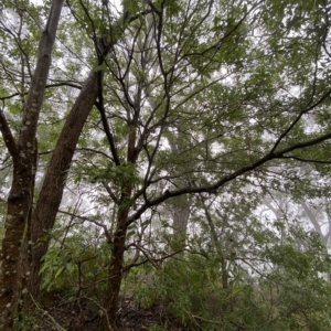 Pittosporum undulatum at Barrengarry, NSW - 2 Apr 2023 11:14 AM