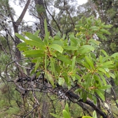 Persoonia levis (Broad-leaved Geebung) at Barrengarry, NSW - 2 Apr 2023 by Tapirlord