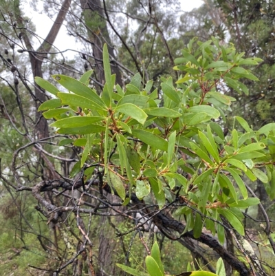 Persoonia levis (Broad-leaved Geebung) at Barrengarry, NSW - 2 Apr 2023 by Tapirlord