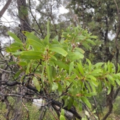 Persoonia levis at Barrengarry, NSW - suppressed