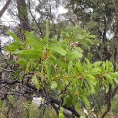 Persoonia levis at Barrengarry, NSW - 2 Apr 2023