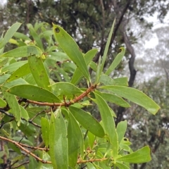Persoonia levis at Barrengarry, NSW - suppressed