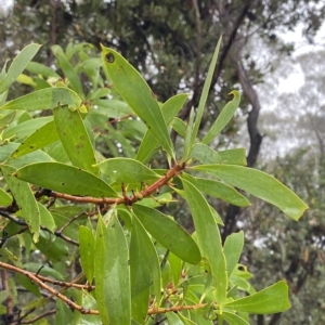Persoonia levis at Barrengarry, NSW - suppressed