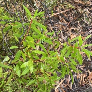 Persoonia levis at Barrengarry, NSW - suppressed