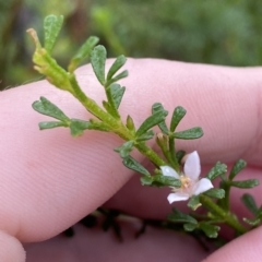 Boronia anemonifolia subsp. anemonifolia at Morton National Park - 2 Apr 2023 by Tapirlord