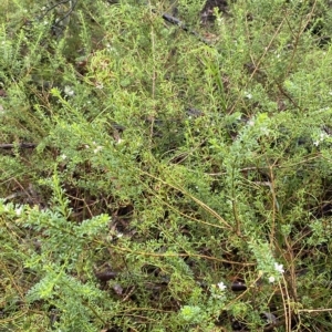 Boronia anemonifolia subsp. anemonifolia at Barrengarry, NSW - suppressed