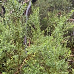 Boronia anemonifolia subsp. anemonifolia at Barrengarry, NSW - 2 Apr 2023