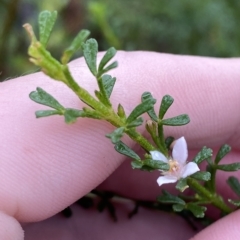 Boronia anemonifolia subsp. anemonifolia at Barrengarry, NSW - 2 Apr 2023