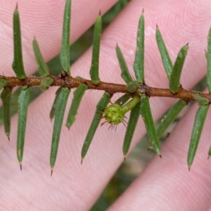 Acacia ulicifolia at Barrengarry, NSW - 2 Apr 2023