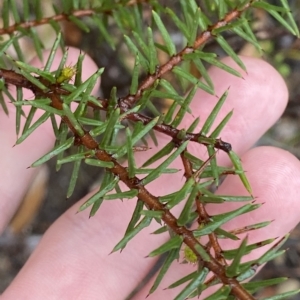 Acacia ulicifolia at Barrengarry, NSW - 2 Apr 2023