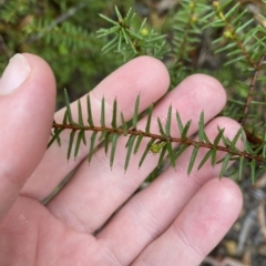 Acacia ulicifolia at Barrengarry, NSW - 2 Apr 2023