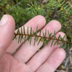 Acacia ulicifolia at Barrengarry, NSW - 2 Apr 2023 11:11 AM