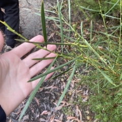 Acacia suaveolens (Sweet Wattle) at Barrengarry, NSW - 2 Apr 2023 by Tapirlord