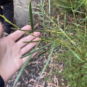 Acacia suaveolens at Barrengarry, NSW - 2 Apr 2023