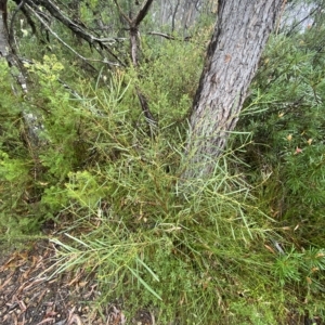 Acacia suaveolens at Barrengarry, NSW - 2 Apr 2023 11:11 AM