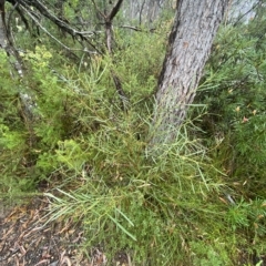 Acacia suaveolens at Barrengarry, NSW - 2 Apr 2023 11:11 AM