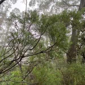 Petrophile pedunculata at Barrengarry, NSW - suppressed