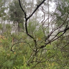 Petrophile pedunculata at Barrengarry, NSW - suppressed