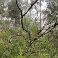 Petrophile pedunculata at Barrengarry, NSW - 2 Apr 2023