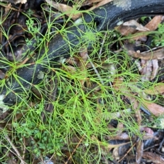 Caustis flexuosa (Curly Wigs) at Morton National Park - 2 Apr 2023 by Tapirlord