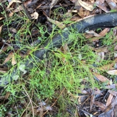 Caustis flexuosa at Barrengarry, NSW - 2 Apr 2023