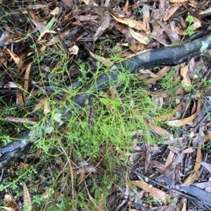 Caustis flexuosa at Barrengarry, NSW - 2 Apr 2023