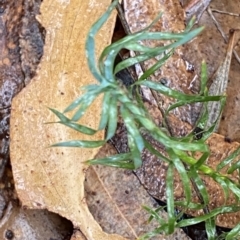 Lomandra obliqua (Twisted Matrush) at Morton National Park - 2 Apr 2023 by Tapirlord