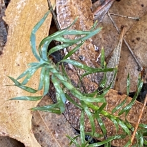 Lomandra obliqua at Barrengarry, NSW - 2 Apr 2023 11:10 AM