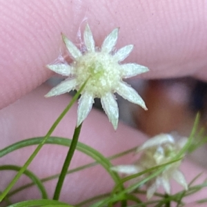 Actinotus minor at Barrengarry, NSW - 2 Apr 2023 11:10 AM