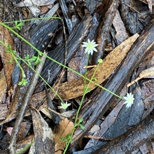 Actinotus minor at Barrengarry, NSW - 2 Apr 2023 11:10 AM