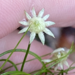 Actinotus minor at Barrengarry, NSW - 2 Apr 2023 11:10 AM