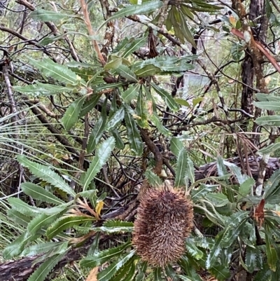 Banksia serrata (Saw Banksia) at Morton National Park - 2 Apr 2023 by Tapirlord