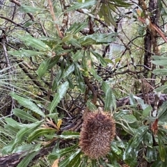 Banksia serrata (Saw Banksia) at Barrengarry, NSW - 2 Apr 2023 by Tapirlord