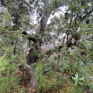 Banksia serrata at Barrengarry, NSW - 2 Apr 2023