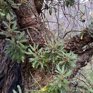 Banksia serrata at Barrengarry, NSW - 2 Apr 2023