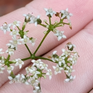 Platysace linearifolia at Barrengarry, NSW - 2 Apr 2023 11:08 AM